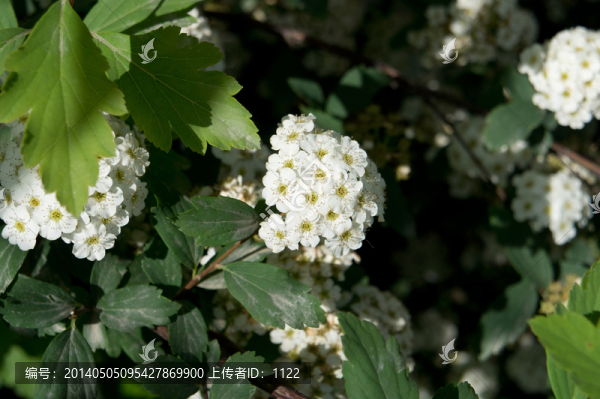 小花