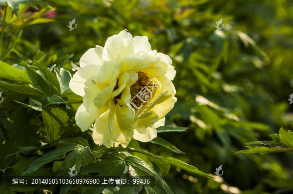 黃牡丹