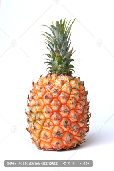 菠蘿