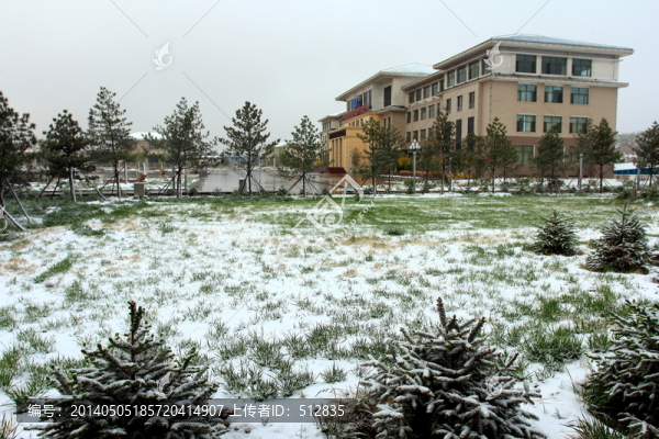 春雪