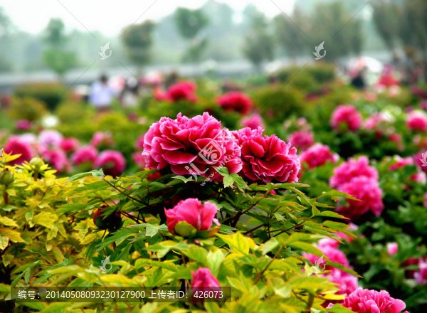 牡丹花開,富貴滿園