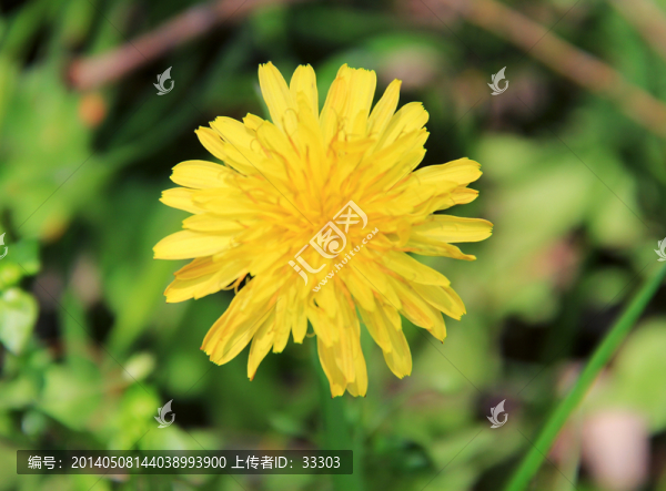 黃色的野花