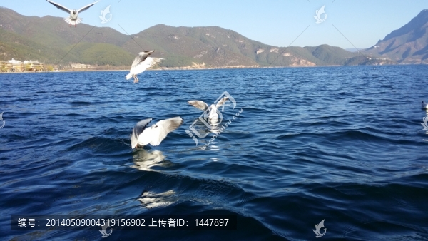 海鷗