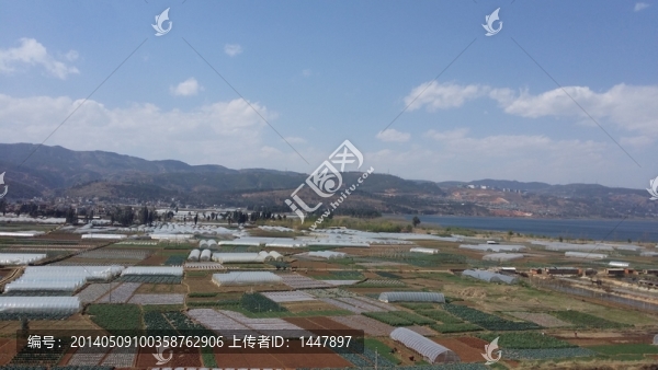 田野