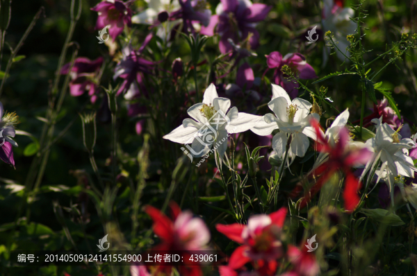 耬斗花