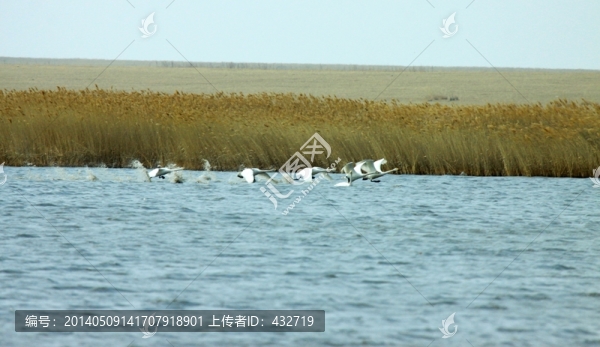 春季濕地,天鵝