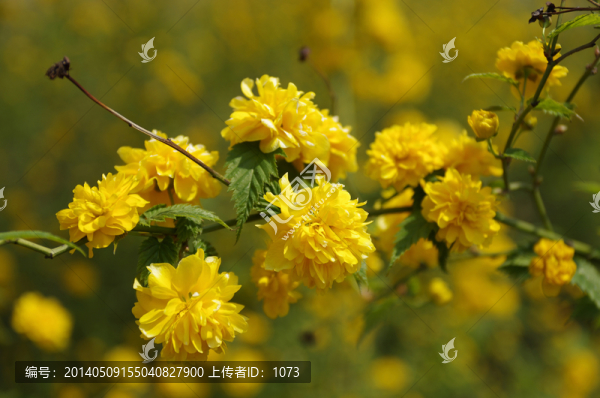 棣棠花束