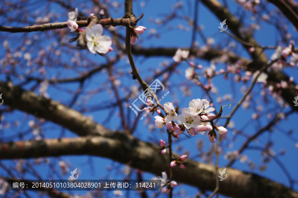 桃花開