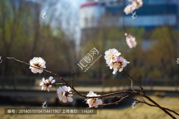 桃花開