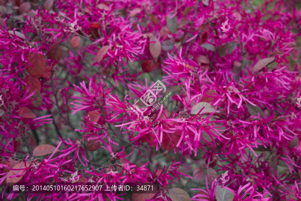 紅色樹葉
