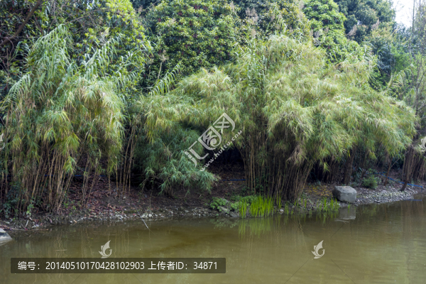 河邊竹林