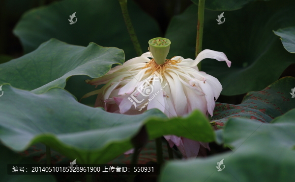 荷花