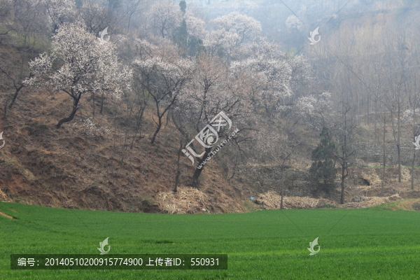 新密尖山杏花節(jié)