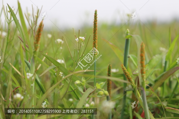 綠色的小草