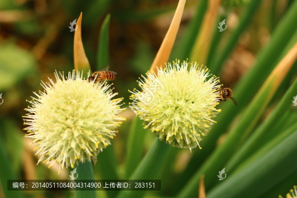 蔥花