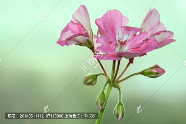 鮮花