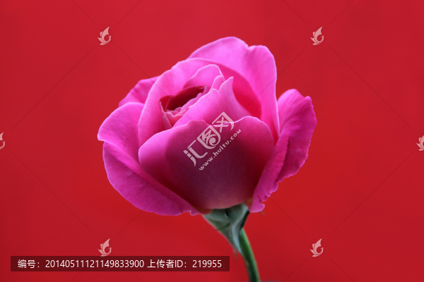 玫瑰