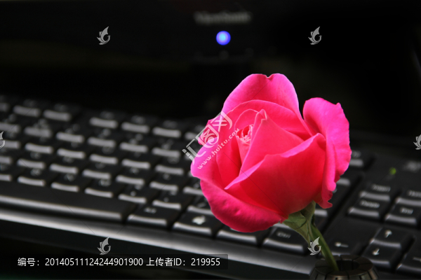 玫瑰