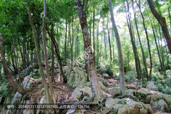 樹木,山石