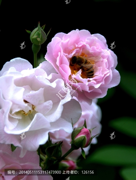 薔薇花