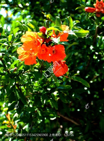 石榴花