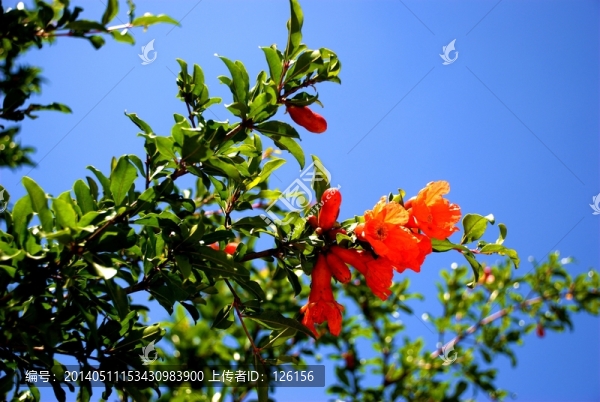 石榴花