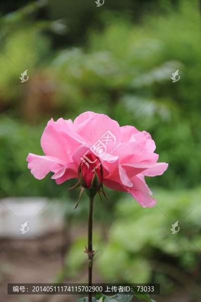 玫瑰,庭院玫瑰,玫瑰花