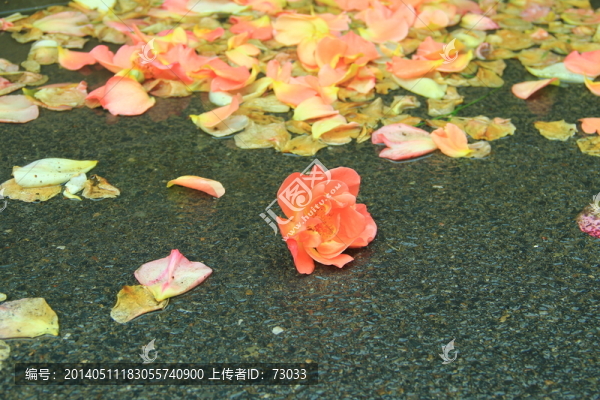 落花,雨后落花,玫瑰凋謝