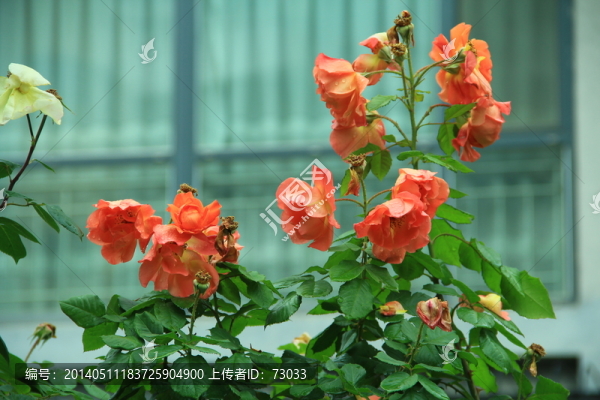 玫瑰,庭院玫瑰,玫瑰花