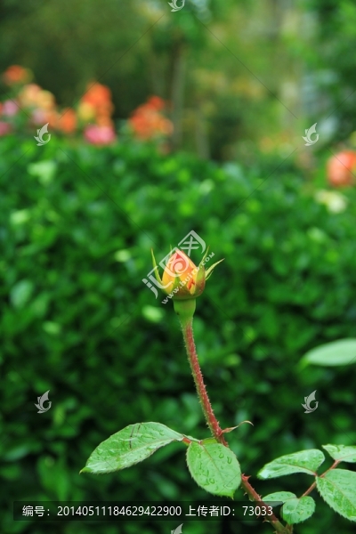 玫瑰,庭院玫瑰,玫瑰花