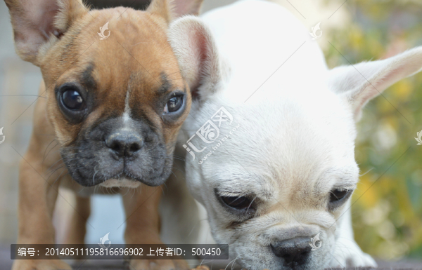 斗牛犬