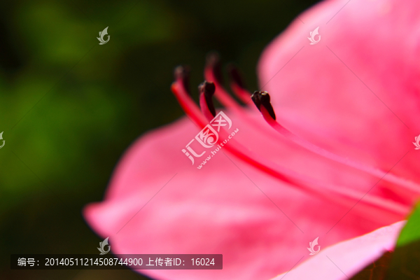 花芯
