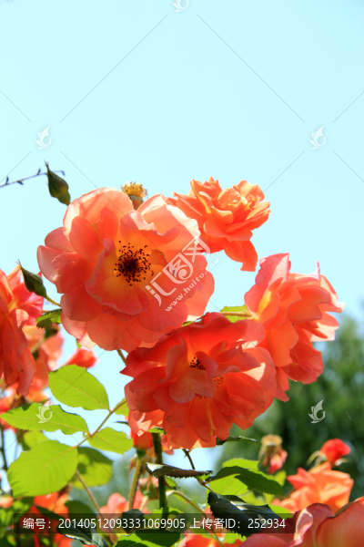 月季花