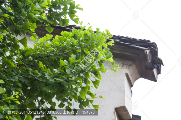 銀杏和古建筑
