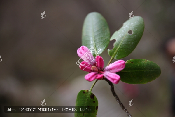 杜鵑花