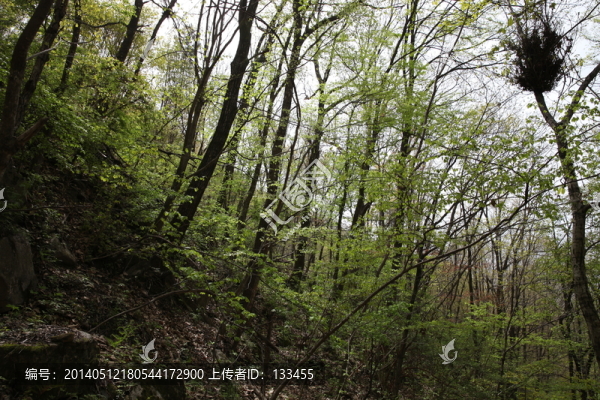 朱雀森林公園