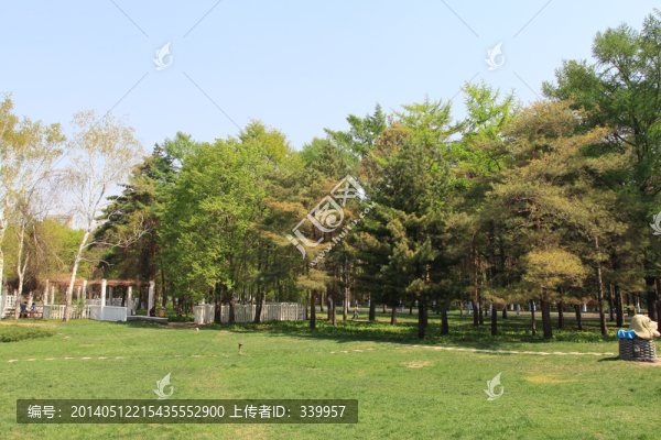 松樹