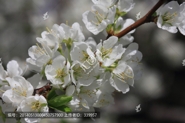 海棠花
