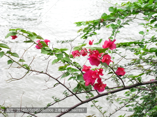 杜鵑花