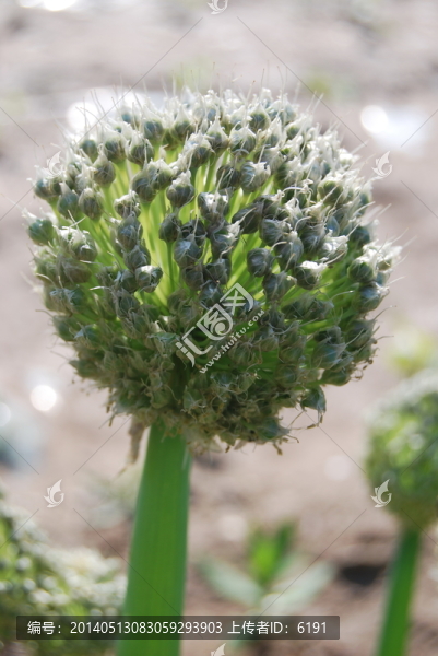 蔥花