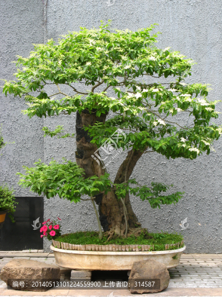 松樹(shù)
