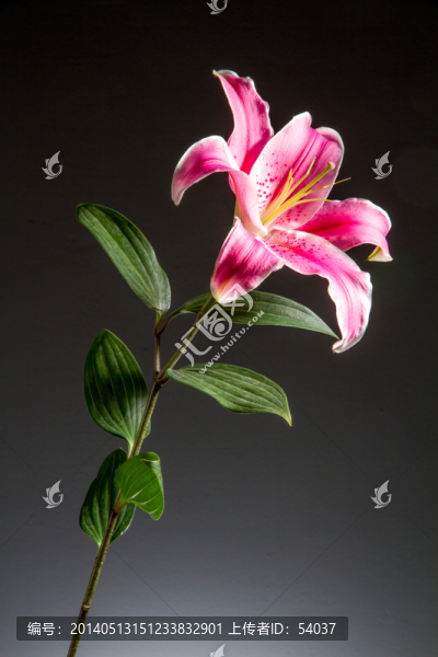 百合花