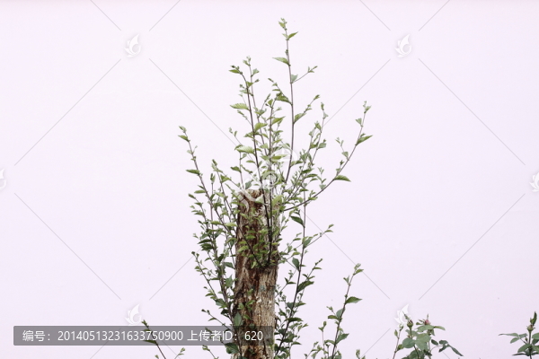 枯樹