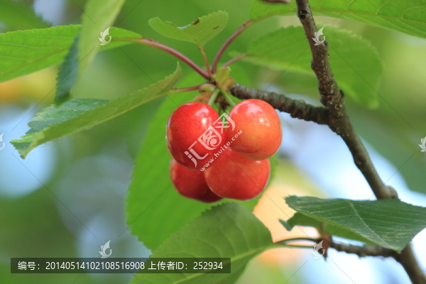櫻桃