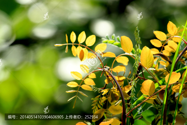 嫩葉
