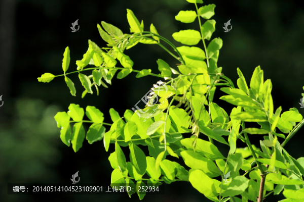 樹葉