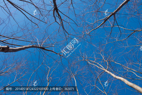 藍(lán)天下的楊樹(shù)