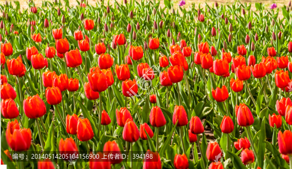郁金香花園