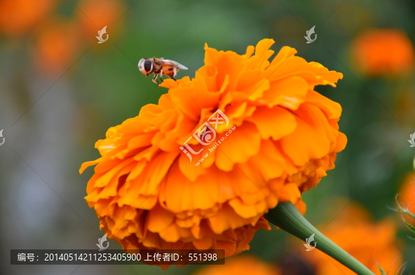 萬壽菊