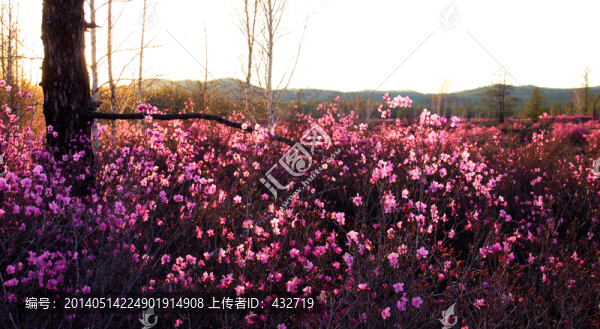 大興安嶺杜鵑花